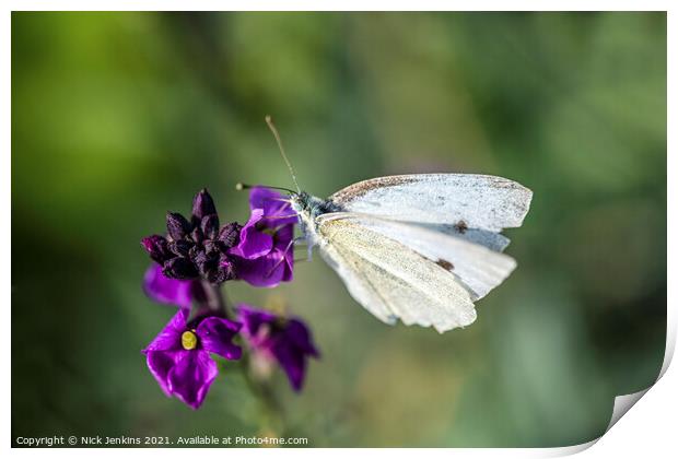 Cabbage White Butterfly on wallflower September  Print by Nick Jenkins