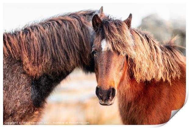 The Dartmoor pony Print by Steve Lambert