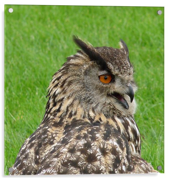 Eagle Owl Acrylic by John Biggadike