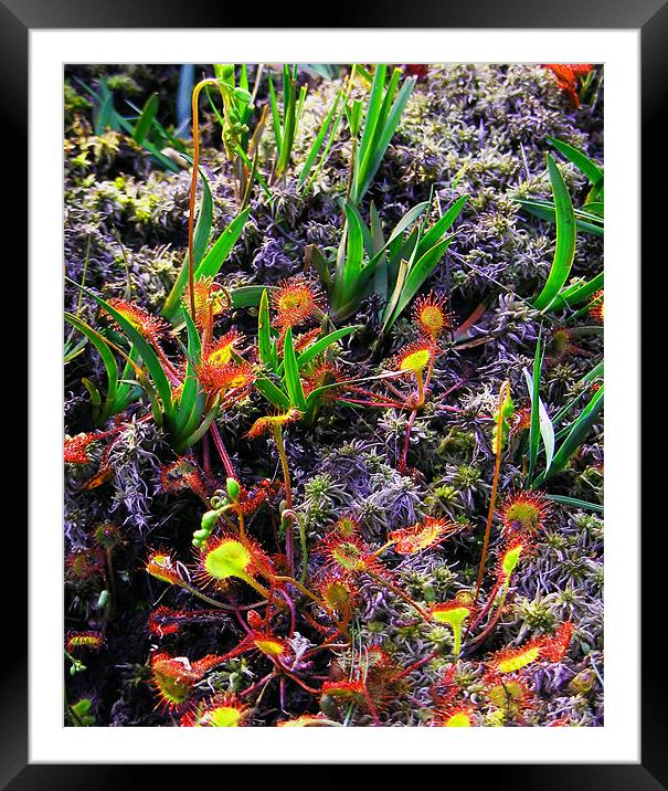 Sundew Study 2 Framed Mounted Print by val butcher