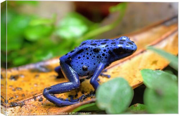 Blue poison dart frog Canvas Print by Jacqueline Jones