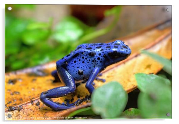 Blue poison dart frog Acrylic by Jacqueline Jones