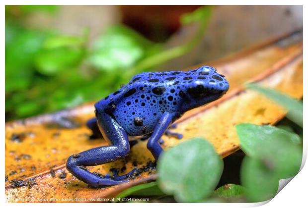 Blue poison dart frog Print by Jacqueline Jones