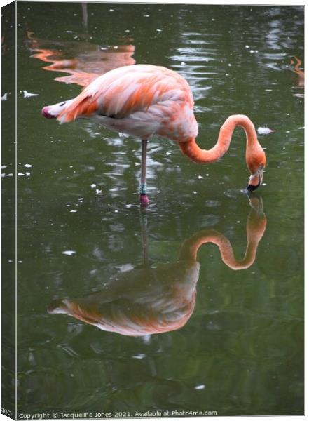 Flamingo kissing reflection Canvas Print by Jacqueline Jones