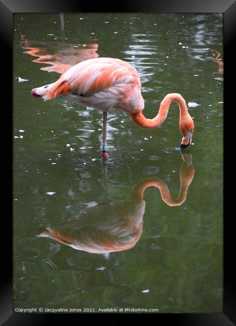 Flamingo kissing reflection Framed Print by Jacqueline Jones