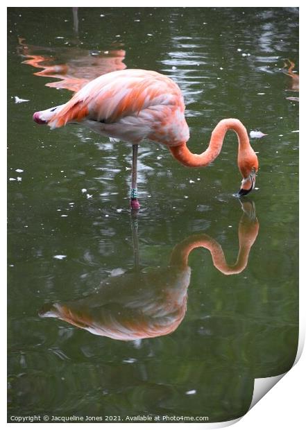 Flamingo kissing reflection Print by Jacqueline Jones