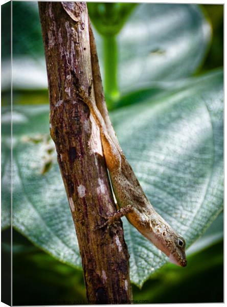 A tree lizard, Cabrits National Park, Dominica, Caribbean. Canvas Print by Peter Bolton