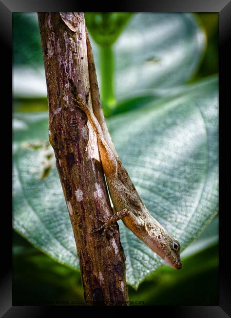 A tree lizard, Cabrits National Park, Dominica, Caribbean. Framed Print by Peter Bolton