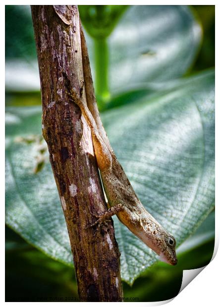 A tree lizard, Cabrits National Park, Dominica, Caribbean. Print by Peter Bolton