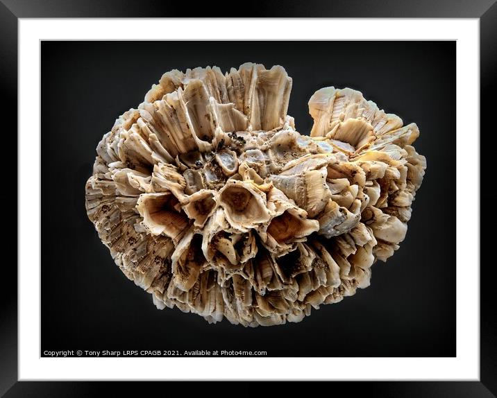 BARNACLE CLUSTER ON SHELL Framed Mounted Print by Tony Sharp LRPS CPAGB