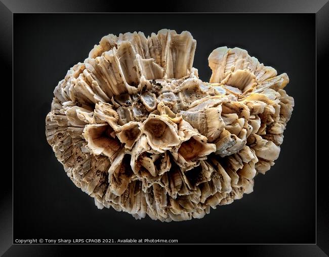 BARNACLE CLUSTER ON SHELL Framed Print by Tony Sharp LRPS CPAGB