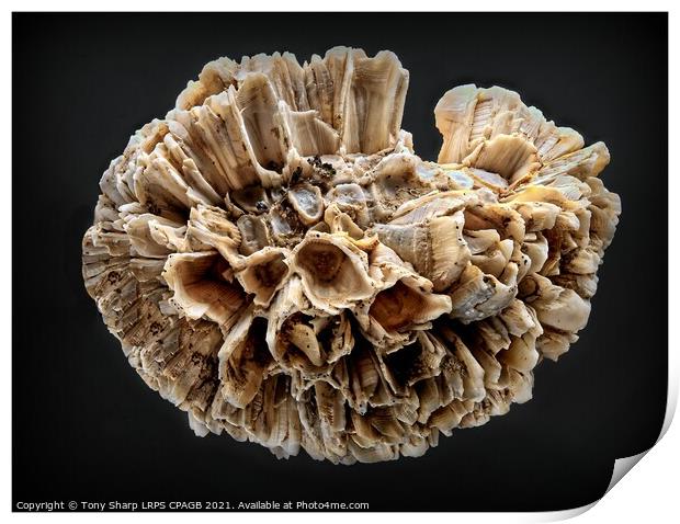 BARNACLE CLUSTER ON SHELL Print by Tony Sharp LRPS CPAGB