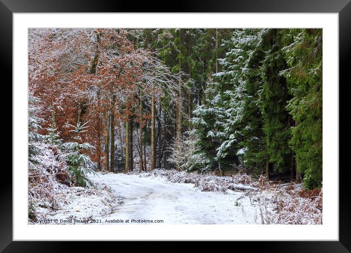 Snowy Woodland Walk No.2 Framed Mounted Print by David Tinsley