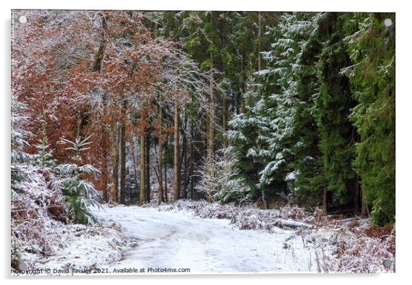 Snowy Woodland Walk No.2 Acrylic by David Tinsley