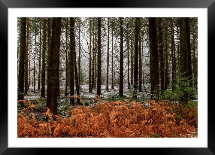 Snowy Woodland Walk No.5 Framed Mounted Print by David Tinsley