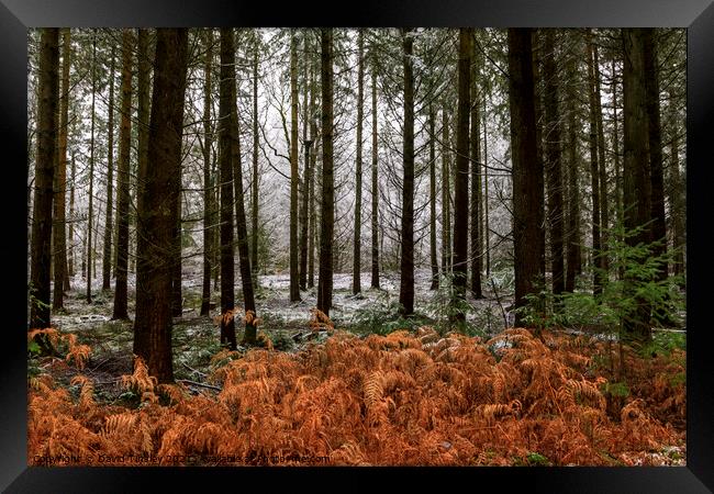 Snowy Woodland Walk No.5 Framed Print by David Tinsley