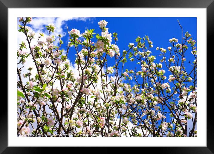 Almond blossoms in Sicily, Italy Framed Mounted Print by Andy Huckleberry Williamson III