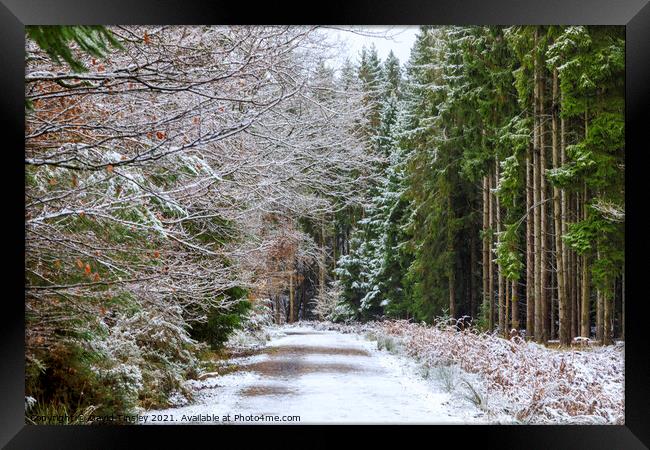 Snowy Woodland Walk No.3 Framed Print by David Tinsley