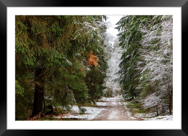 Snowy Woodland Walk No.4 Framed Mounted Print by David Tinsley