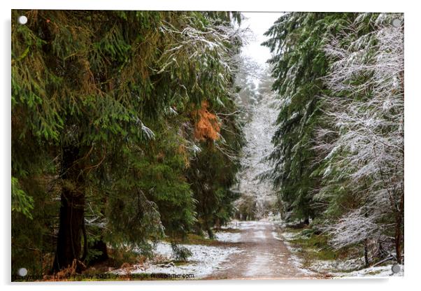 Snowy Woodland Walk No.4 Acrylic by David Tinsley