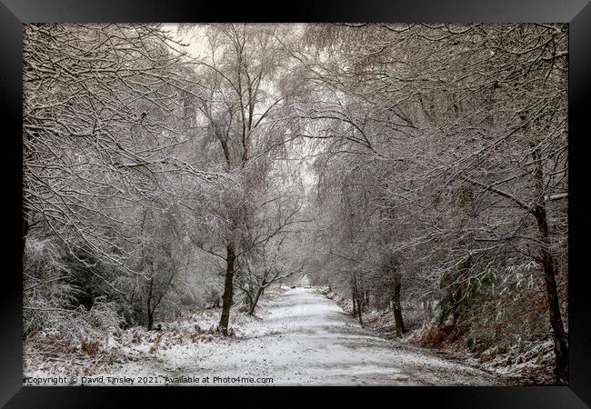 Snowy Woodland Walk No.6 Framed Print by David Tinsley