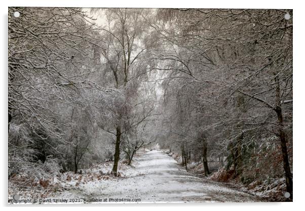 Snowy Woodland Walk No.6 Acrylic by David Tinsley