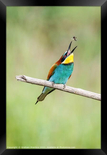 European bee-eater eating a bee Framed Print by Graham Prentice