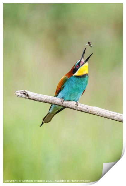 European bee-eater eating a bee Print by Graham Prentice