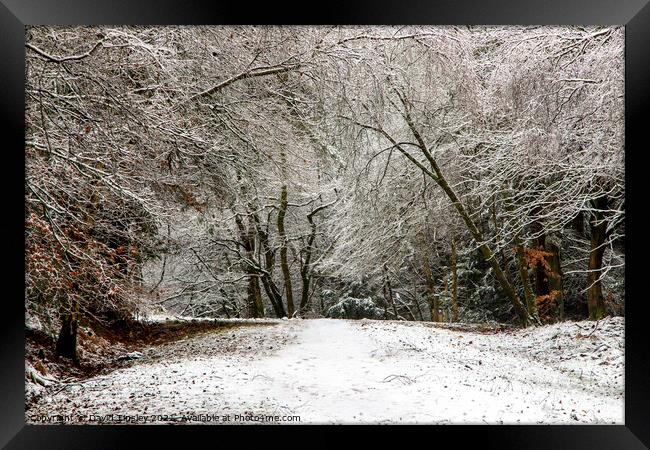 Snowy Woodland Walk No.7 Framed Print by David Tinsley
