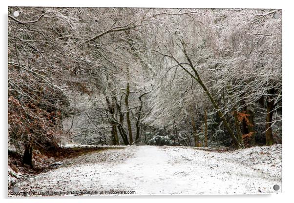 Snowy Woodland Walk No.7 Acrylic by David Tinsley