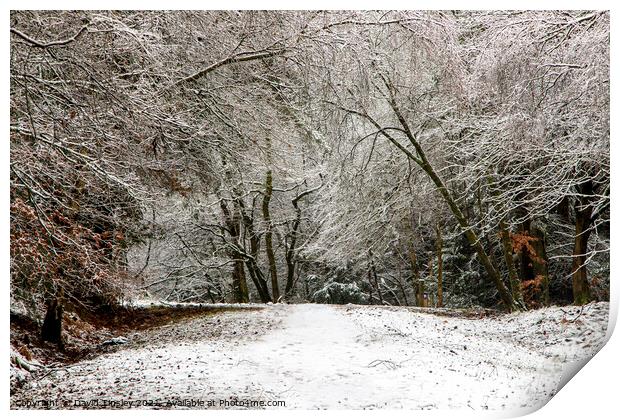 Snowy Woodland Walk No.7 Print by David Tinsley