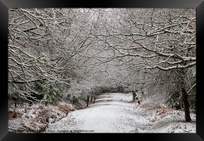Snowy Woodland Walk No.8 Framed Print by David Tinsley