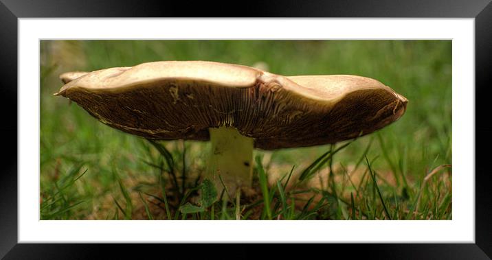 Mushroom Framed Mounted Print by Chris Day