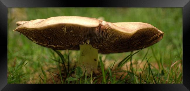 Mushroom Framed Print by Chris Day