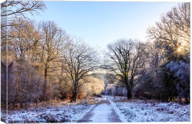 Winter Forest Walk Canvas Print by David Tinsley