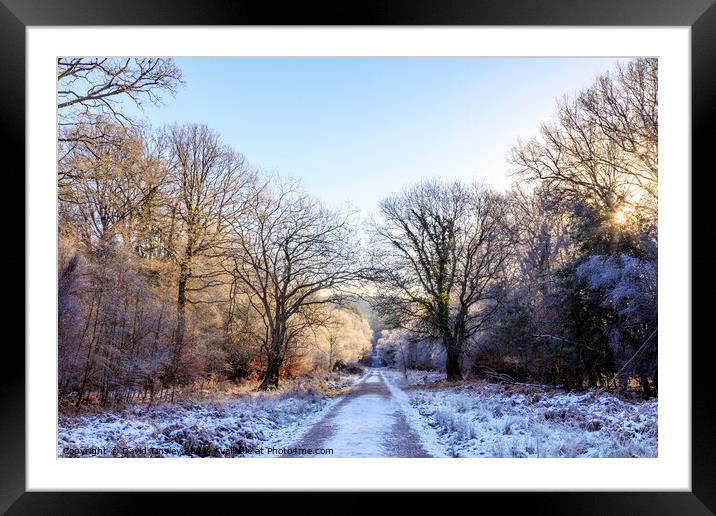 Winter Forest Walk Framed Mounted Print by David Tinsley