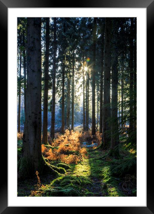 Spruce Ride Sunrise Framed Mounted Print by David Tinsley