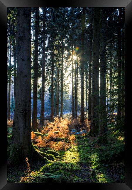Spruce Ride Sunrise Framed Print by David Tinsley