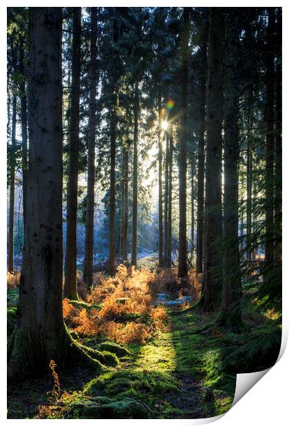 Spruce Ride Sunrise Print by David Tinsley