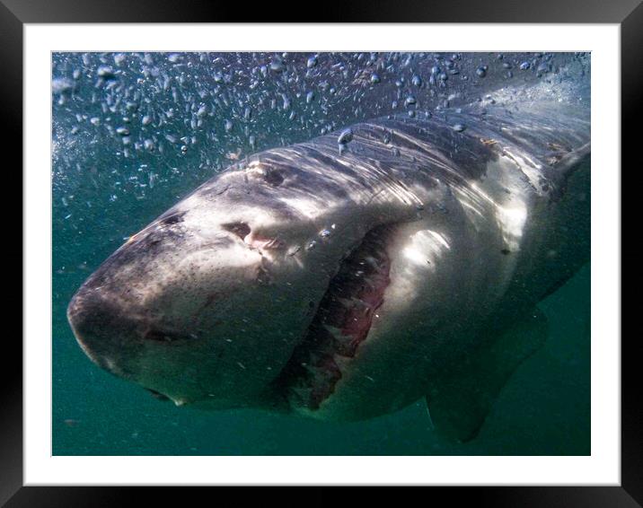 Great white shark Framed Mounted Print by Massimo Lama
