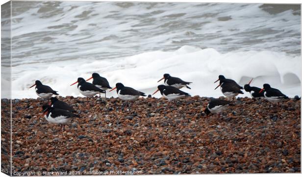 Oystercatchers on a Sussex Beach Canvas Print by Mark Ward