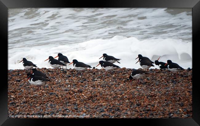 Oystercatchers on a Sussex Beach Framed Print by Mark Ward