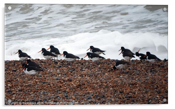Oystercatchers on a Sussex Beach Acrylic by Mark Ward