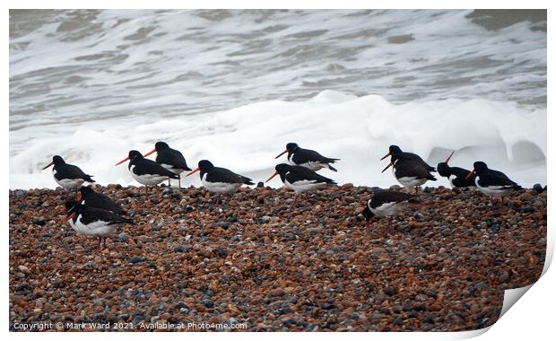 Oystercatchers on a Sussex Beach Print by Mark Ward