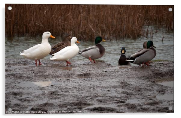 Ducks in January Acrylic by Mark Ward