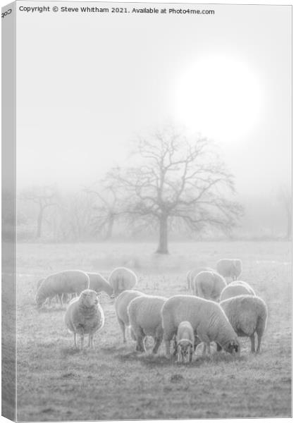 Early Start. Canvas Print by Steve Whitham