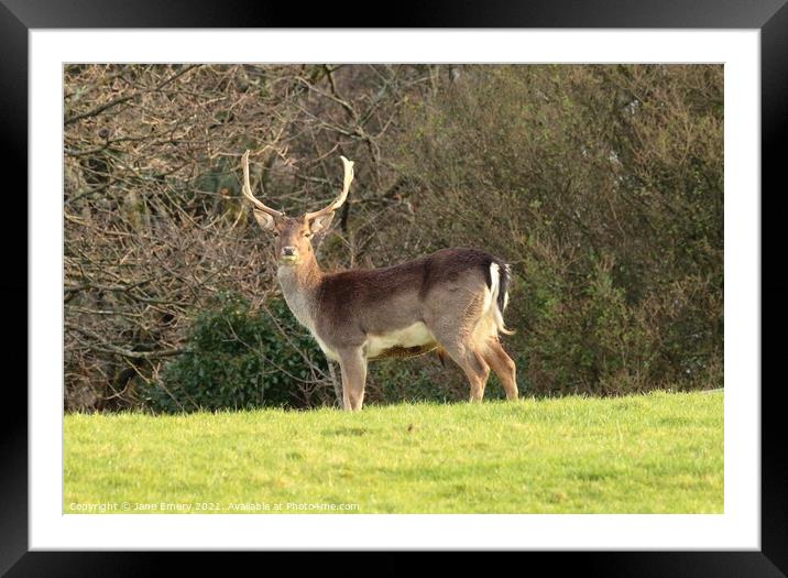 A deer standing in a field Framed Mounted Print by Jane Emery