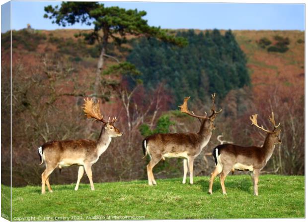 A group of deer standing on top of a grass covered Canvas Print by Jane Emery