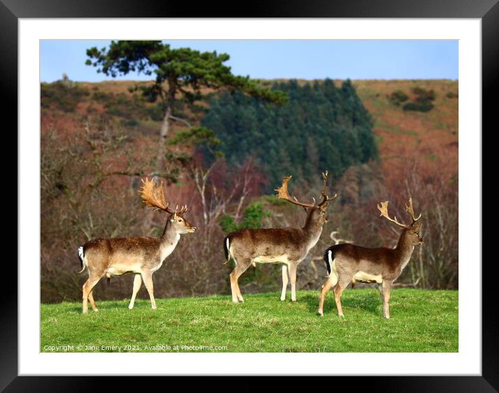 A group of deer standing on top of a grass covered Framed Mounted Print by Jane Emery