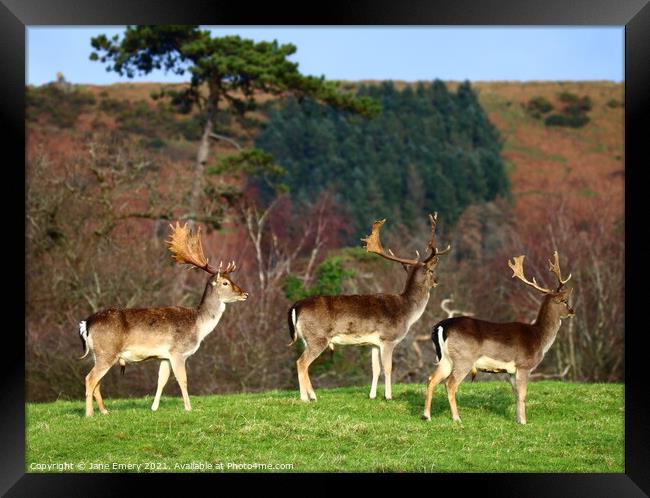 A group of deer standing on top of a grass covered Framed Print by Jane Emery